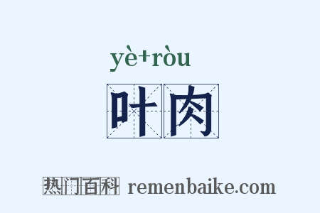 叶肉是什么意思的图片